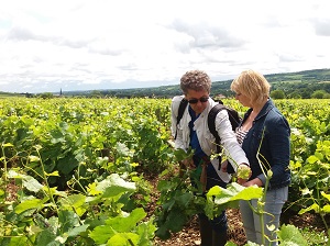 Vineyard work during a oenology course in Burgundy, France