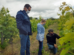 Adopt an organic vine and follow how to make wine in Loire Valley