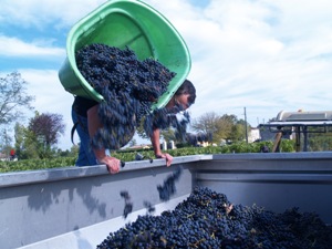 Transferring the grapes to the trailer