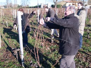 Clearing the branches from the pruned vines