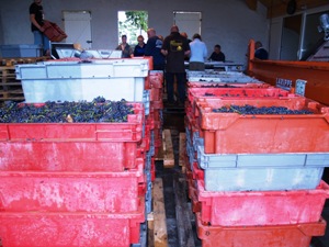 Harvested grapes arrive in the reception hall