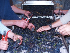 Sorting the good from bad grapes