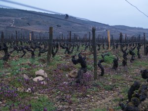 Pruning the vines