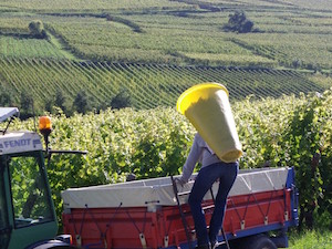 Sunny harvest 2014 in the French vineyards