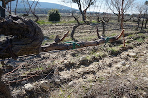 vine winter work Rhone Valley