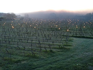 Lighting candles in the vineyards to help protect the vines from frost.