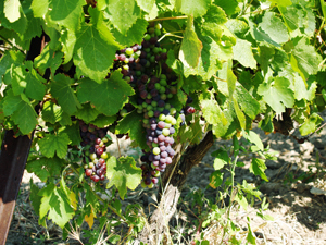 Veraison when the grapes start to change colour and mature