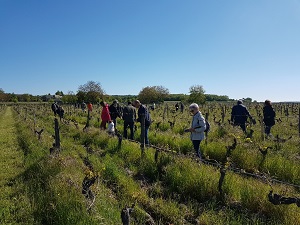 Meeting the adopted vines in the vineyard