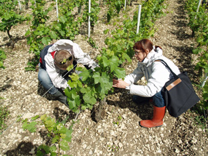 Debudding in the vineyard at Chablis