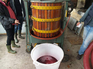 Wine making gift in Bordeaux. Harvest the grapes and follow their journey to the chai
