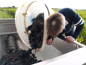 Harvest Experience Gift. Porter emptying the harvested grapes into the trailer