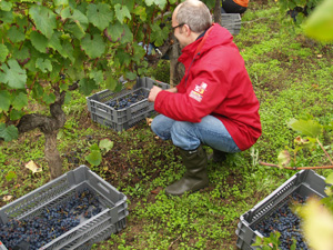Harvesting the grapes into cases