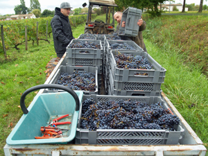 Harvest Experience Gift. Picking grapes in a Bordeaux vineyard