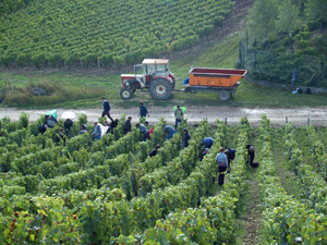 Adopt a vine Gift. Harvest Experience day at Domaine Jean-Marc Brocard, Chablis, France