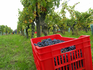 Original wine gift. Harvest Experience Day at Chteau de la Bonnelire, Chinon, Loire Valley, France