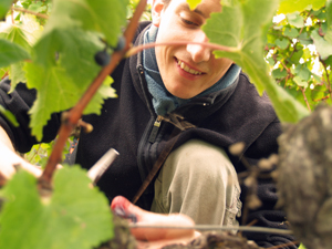 Visit your organic adopted vines for an unforgettable experience