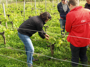 Wine Experience Gift. Adopt a vine in Bordeaux, France, and follow the making of your own wine.