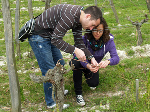 Attaching the vine to the training wire