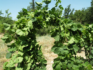 Technique for combating heatwaves in the vineyard