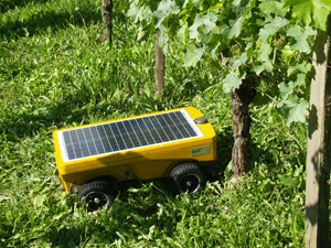 Using robots in the vines