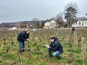 Visiting our adopted vines in Burgundy