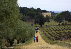 Organic vineyard visit in the Rhone Valley France