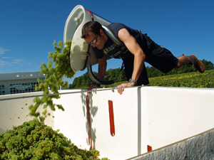adopt a vine in France and get involved in the harvest
