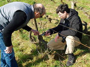 Vine pruning workshop Burgundy
