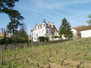 Wine Experience Gift. Rent-a-vine and vineyard visit in Burgundy, France
