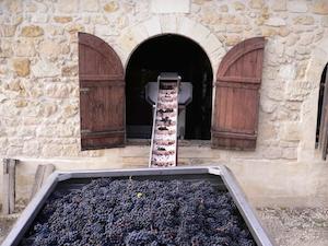 harvest chai grapes Bordeaux
