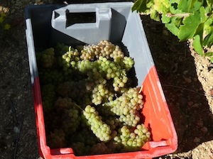 Harvest Grappes French Vineyard