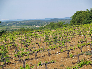 Wine Experience Gift in south of France. Adopt-a-vine and get invovled in making your own wine.