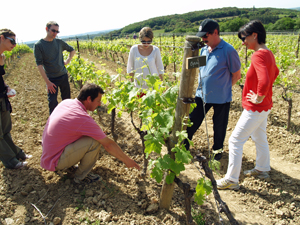 Learning about the terroir and grape varieties in the organic vineyard