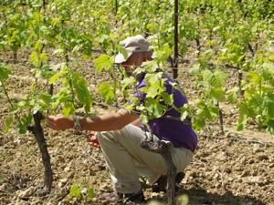 Debudding in the vineyard