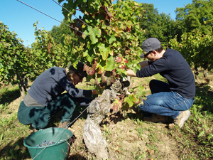 Harvesters at work in Chinon Loire Valley