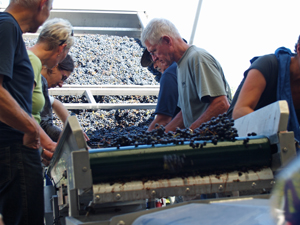 Sorting grapes for the harvest 2014 in Chinon