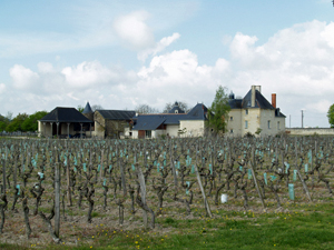 Wine Experience Gift in France. Rent-a-vine in an organic vineyard in Chinon.