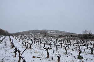 Dry and cold winter in the Languedoc vineyard France