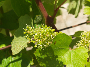 Vine flowers in the French vineyard