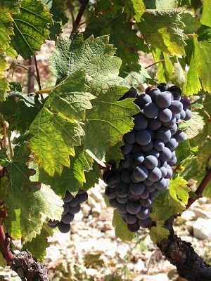 Grapes maturity in the French Rhone Valley vineyard