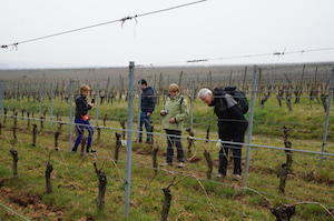 Vines adoption in France Alsace