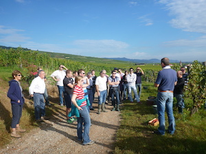 Harvest wine course in Alsace