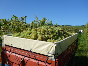 Picking grapes during the harvest experience in Alsace