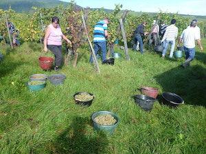 Chasselas grapes harvest in Alsace France