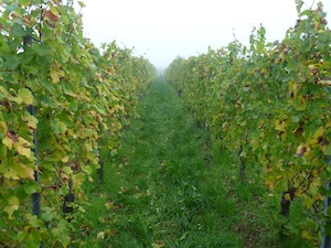harvest vineyard alsace france stentz buecher