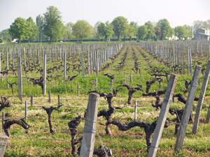 vine adoption Bordeaux France
