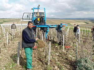 Vineyard work Burgundy Chablis