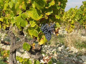 The grapes are maturing in the Rhone Valley