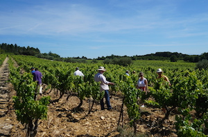 French wine making course in the Rhne Valley