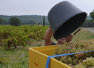 Harvest in the Rhone Valley